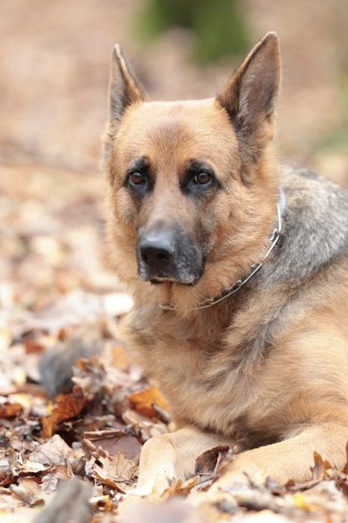 Indi
